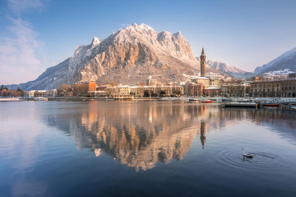 Little swan swimming on Como lake with the snowy lakefront of Lecco and San Martino Mountain in the background, Lecco province, Lombardy, Italy