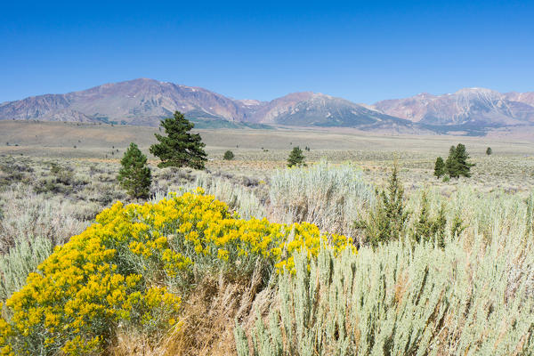 Landscape of Eastern Sierra Nevada near June Lake in summer season, Inyo National Forest, California, North America, USA