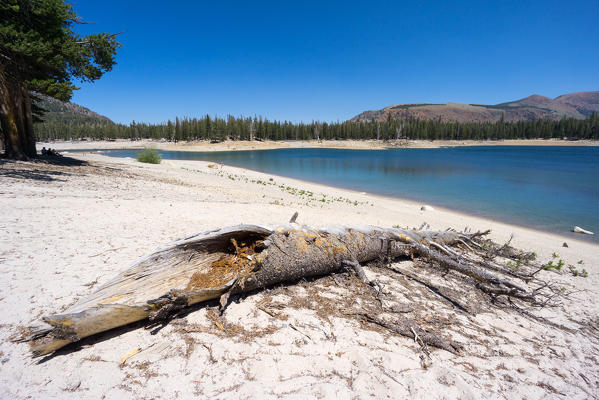 Horseshoe Lake, Mammoth Lakes, Inyo National Forest, Sierra Nevada, California, North America, USA