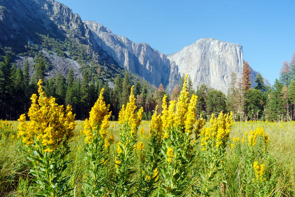 Blooming in Yosemite Valley with El Capitan in the background, Yosemite National Park, Sierra Nevada, California, North America, USA