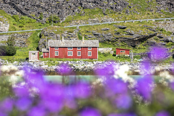 Bloom of flowers and typical houses, Vaeroy Island, Nordland county, Lofoten Islands, Norway, Europe