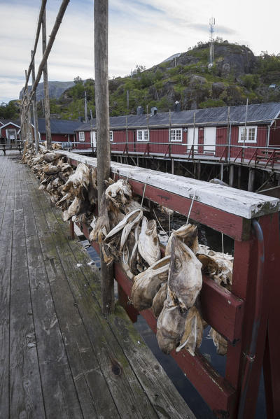 Cod stockfish hang to dry,Lofoten Islands,Norway, Europe