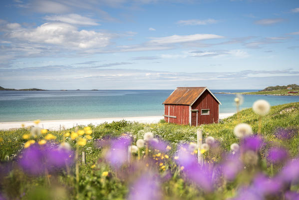 Colorful flowers and typical house on the waterfront, Ramberg, Lofoten Islands, Norway, Europe