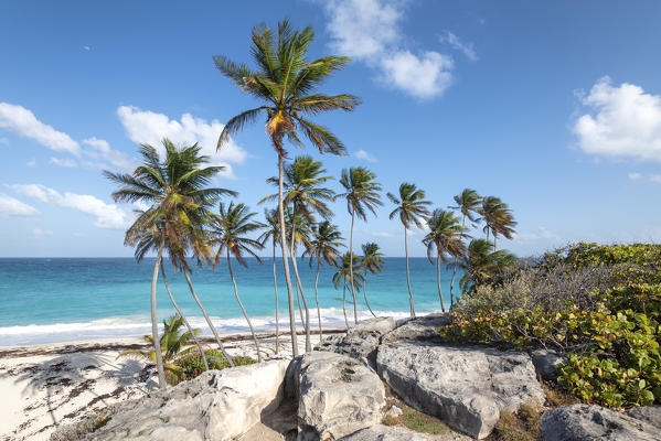 Big rocks and tall palm trees of Bottom Bay beach, Bottom Bay, Barbados Island, Lesser Antilles, West Indies, Caribbean region