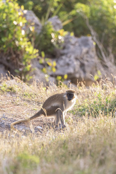 The monkey of Bottom Bay beach, Bottom Bay, Barbados Island, Lesser Antilles, West Indies, Caribbean region