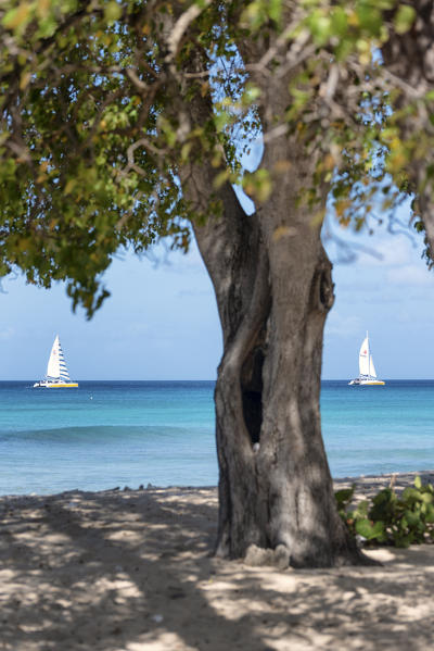 A tree and boats in the turquoise sea in background, Barbados Island, Lesser Antilles, West Indies, Caribbean region