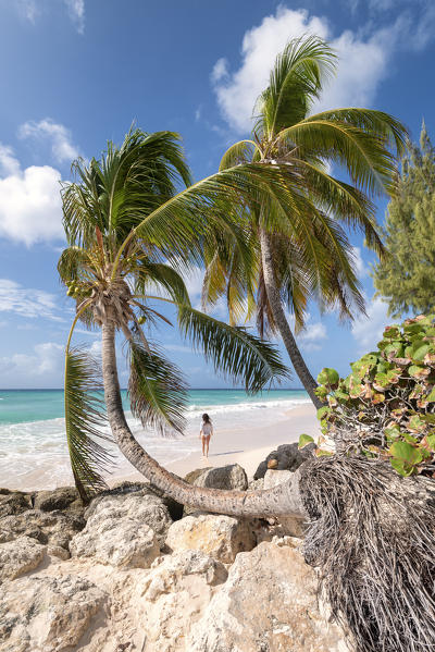 Woman walks on the beach framed from curved palm trees, Dover Beach, Oistins, Barbados Island, Lesser Antilles, West Indies, Caribbean region