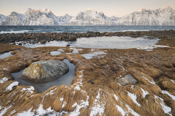 Dry grass covered by snow and ice and in background the snowy peaks at dawn, Djupvik, Lyngen Alps, Tromsø, Norway Europe