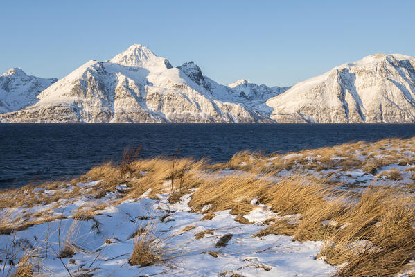 Dry grass illuminated by the sun. Djupvik, Lyngenfjord, Lyngen Alps, Tromso, Norway, Europe