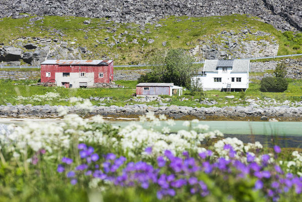Bloom of flowers and typical houses, Vaeroy Island, Nordland county, Lofoten Islands, Norway, Europe