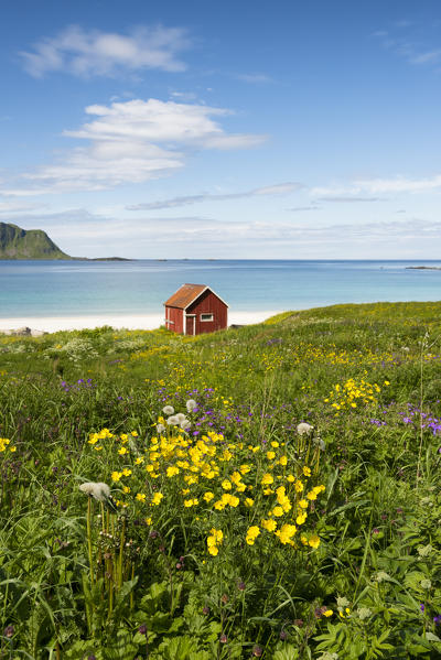 Colorful flowers and typical house on the waterfront, Ramberg, Lofoten Islands, Norway, Europe