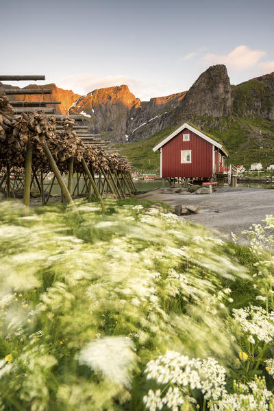 Dried fish and typical fishermen house during midnight sun, Reine, Nordland county, Lofoten Islands, Northern Norway, Europe