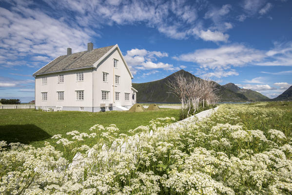 Green grass and typical house  of Flakstad, Lofoten Islands, Norway, Europe