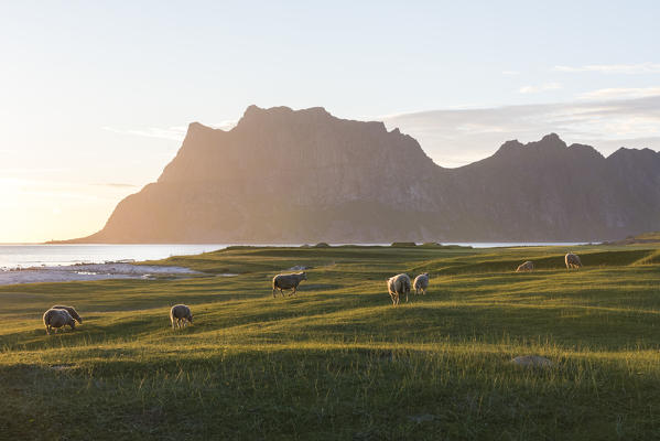 Sheep grazing in the meadows during midnight sun, Uttakleiv, Lofoten Islands, Northern Norway, Europe