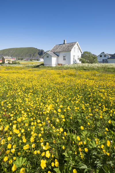 Yellow flowers and typical house, Vaeroy Island, Nordland county, Lofoten Islands, Norway, Europe