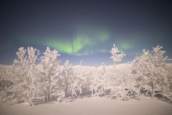 Trees covered with snow during under the Aurora Borealis, Kiruna Municipality, Norrbotten County, Lapland, Sweden, Europe