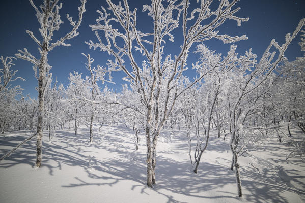 Lone trees covered with snow in a cold night, Kiruna Municipality, Norrbotten County, Lapland, Sweden, Europe