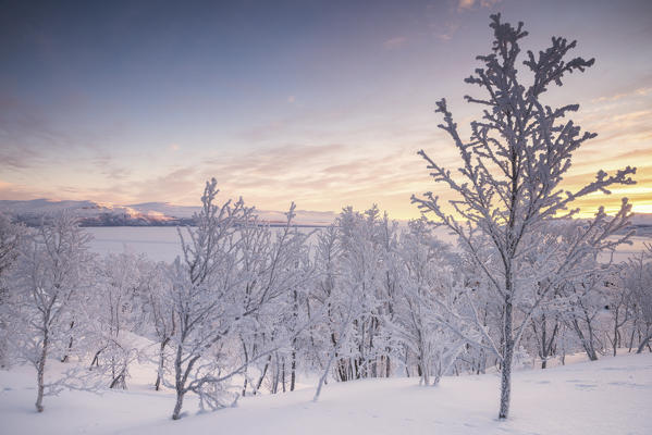 Lone trees covered with snow during a cold sunrise, Kiruna Municipality, Norrbotten County, Lapland, Sweden, Europe