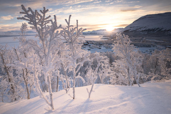 Lone trees covered with snow during a cold sunrise, Kiruna Municipality, Norrbotten County, Lapland, Sweden, Europe