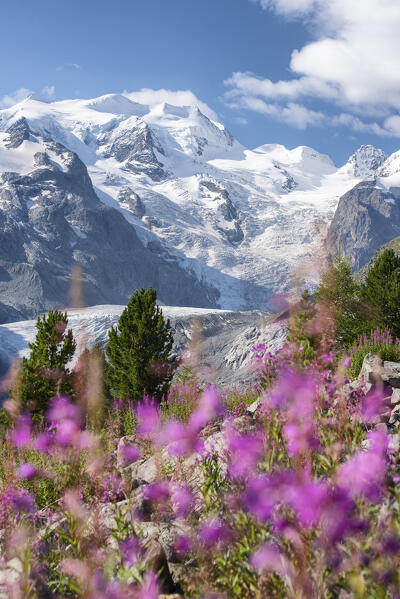 Pink flowers and Bernina group and Morteratsch glacier in background, Morteratsch, Engadine, canton of Graubunden, Switzerland