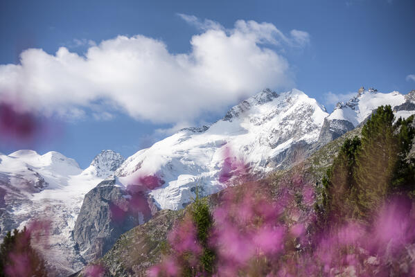 Pink flowers and Piz Bernina in background, Morteratsch, Engadine, canton of Graubunden, Switzerland