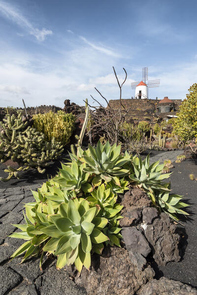 Jardin de Cactus, garden designed by Cesar Manrique in Lanzarote, Canary Island, Spain, Europe