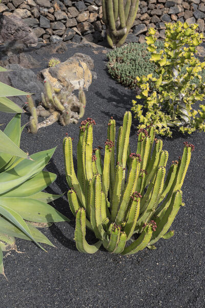 Jardin de Cactus, garden designed by Cesar Manrique in Lanzarote, Lanzarote, Canary Island, Spain, Europe