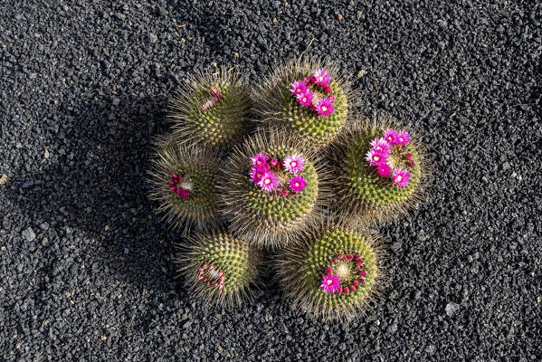 Jardin de Cactus, garden designed by Cesar Manrique in Lanzarote, Lanzarote, Canary Island, Spain, Europe