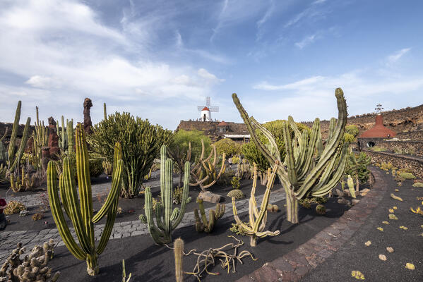 Jardin de Cactus, garden designed by Cesar Manrique in Lanzarote, Lanzarote, Canary Island, Spain, Europe