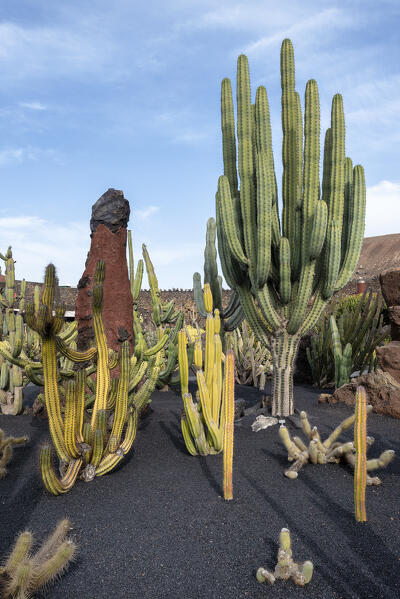 Jardin de Cactus, garden designed by Cesar Manrique in Lanzarote, Lanzarote, Canary Island, Spain, Europe