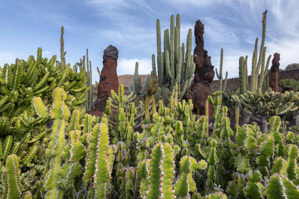 Jardin de Cactus, garden designed by Cesar Manrique in Lanzarote, Lanzarote, Canary Island, Spain, Europe