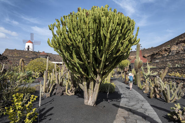 Girl visits the Jardin de Cactus, garden designed by Cesar Manrique in Lanzarote, Lanzarote, Canary Island, Spain, Europe