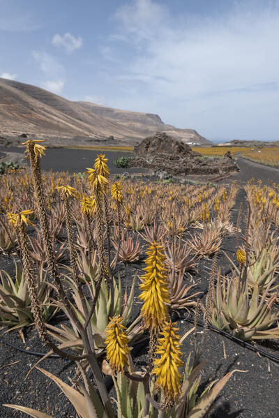 The cultivation of aloe, Lanzarote, Canary Island, Spain, Europe