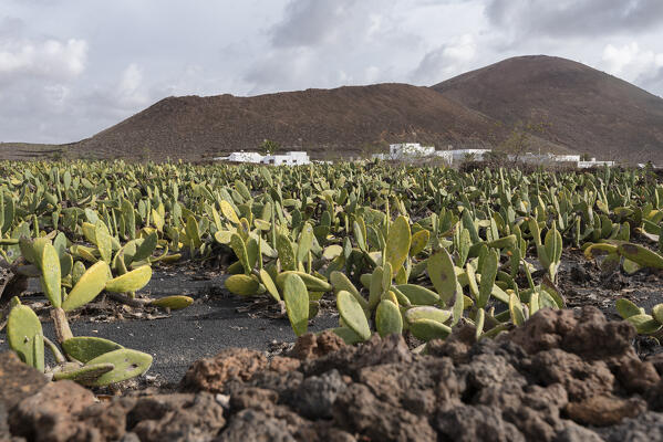 The cultivation of cactus, Lanzarote, Canary Island, Spain, Europe