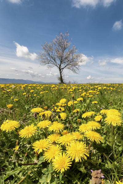 Flowery meadows along the Via degli Dei in the Apennines, Emilia Romagna