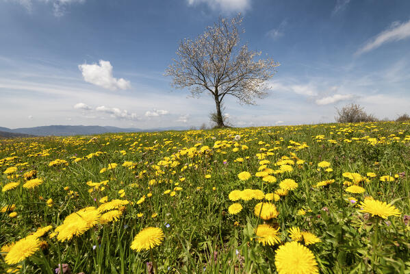 Flowery meadows along the Via degli Dei in the Apennines, Emilia Romagna