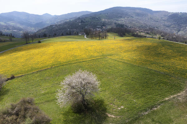 Flowery meadows along the Via degli Dei in the Apennines, Emilia Romagna
