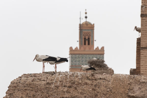 Storks of Mosque of Koutoubia, Marrakech, Marrakech-Safi, Morocco 