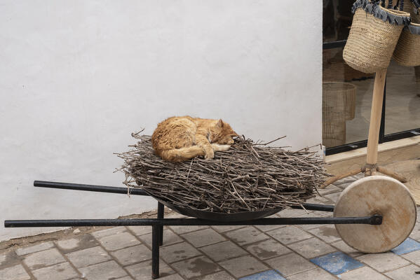 The cat sleeps on the wheelbarrow, Essaouira, Marrakech-Safi, Morocco
