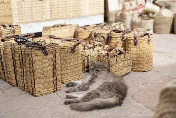 The cat relaxes at the market, Essaouira, Marrakech-Safi, Morocco