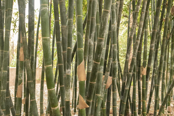 The bamboo trees at Garden of Majorelle, Marrakech, Morocco, Africa 