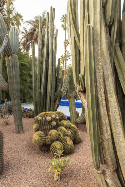 The garden of Majorelle in Marrakech, Morocco, Africa 