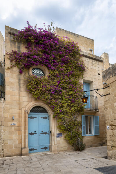 Bougainvillea at tipical house of Mdina at Malta island, Mdina, Malta, Europe
