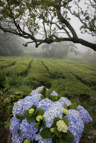 Growing tea and hydrangeas at San Miguel Island, Azores, Portugal, Europe