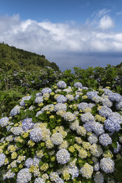 Hydrangeas in bloom at San Miguel Island, Azores, Portugal, Europe