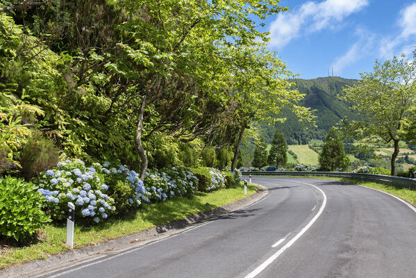 Hydrangeas in bloom on the road at San Miguel Island, Azores, Portugal, Europe