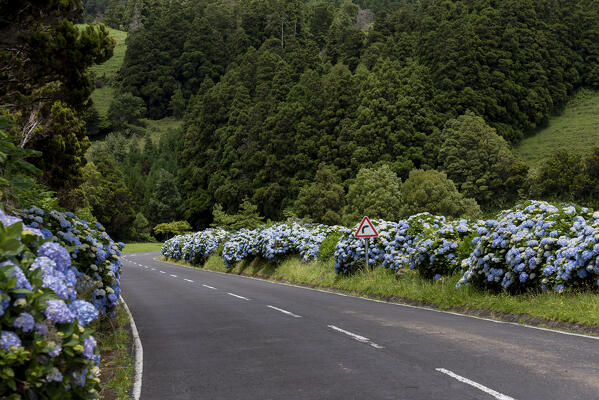 Hydrangeas in bloom on the road at San Miguel Island, Azores, Portugal, Europe