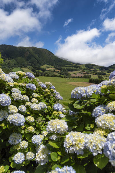 Hydrangeas in bloom at San Miguel Island, Azores, Portugal, Europe