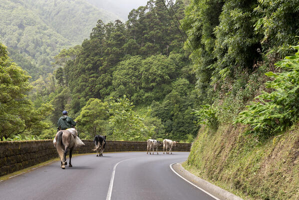 Transhumance at San Miguel Island, Azores, Portugal, Europe