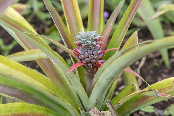 Pineapple on the plant, San Miguel island, Azores Islands, Portugal